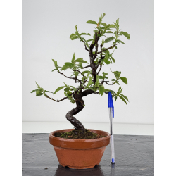 Pseudocydonia sinensis I-7842