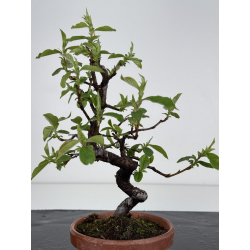 Pseudocydonia sinensis I-7842 vista 3