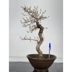 Carpinus coreana -carpe coreano- I-7845