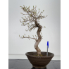Carpinus coreana -carpe coreano- I-7845