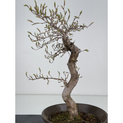 Carpinus coreana -carpe coreano- I-7845 vista 2