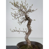 Carpinus coreana -carpe coreano- I-7845 vista 2