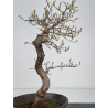 Carpinus coreana I-7845 view 3