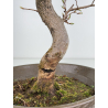 Carpinus coreana I-7845 view 4
