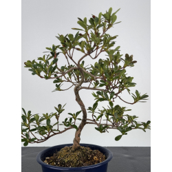 Azalea I-7834 vista 2