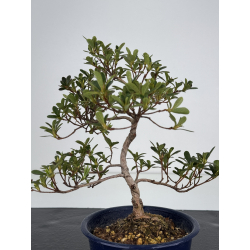 Azalea I-7834 vista 3