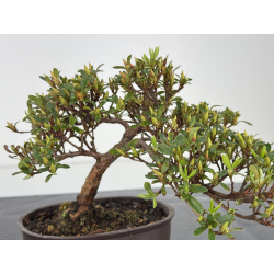 Azalea I-7835 vista 2
