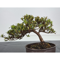 Azalea I-7835 vista 3