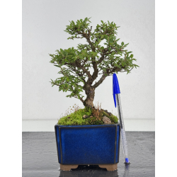 Ulmus parvifolia I-7849