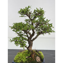 Ulmus parvifolia I-7849 vista 2