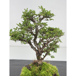 Ulmus parvifolia I-7849 vista 3