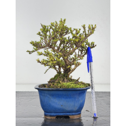 Serissa Microphylla I-7850