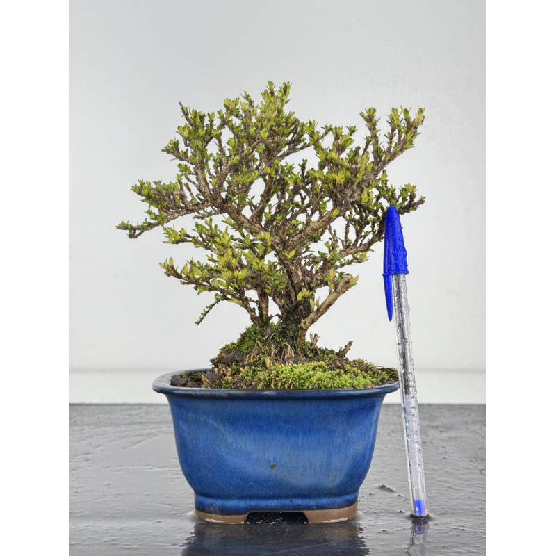 Serissa Microphylla I-7850