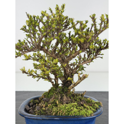 Serissa Microphylla I-7850 view 2