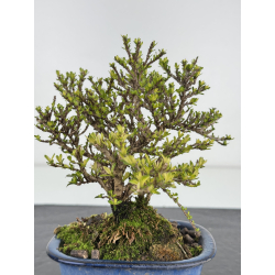 Serissa Microphylla I-7850 view 3