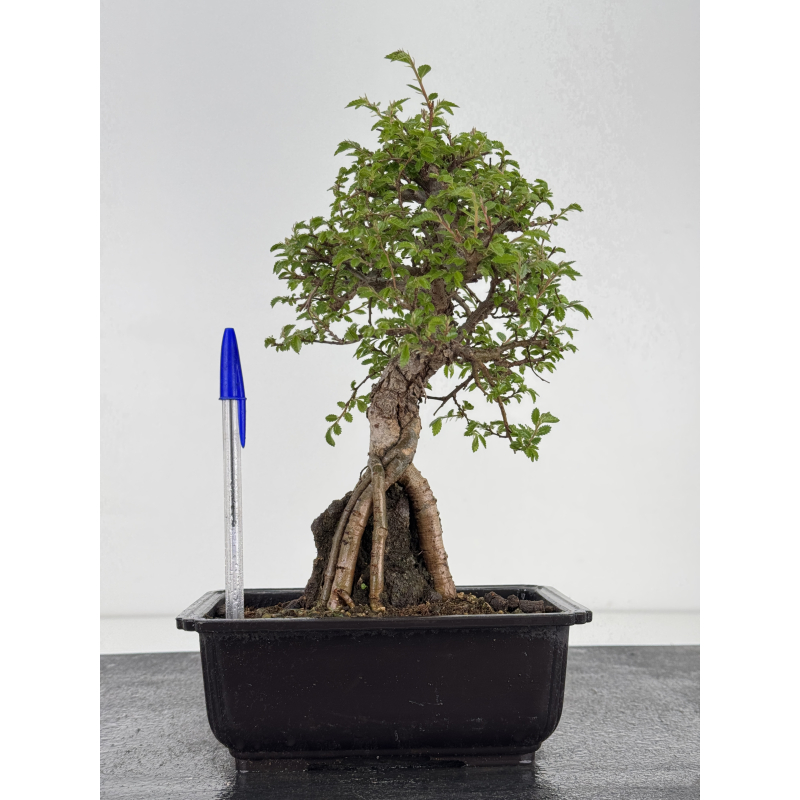 Zelkova nire I-7851