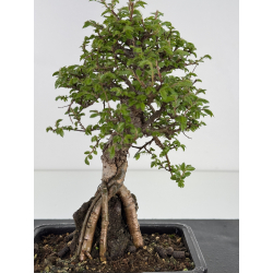 Zelkova nire I-7851 vista 2