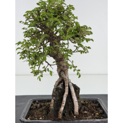 Zelkova nire I-7851 vista 3