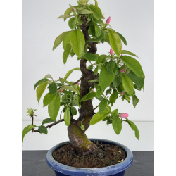 Pseudocydonia sinensis I-7852 vista 2