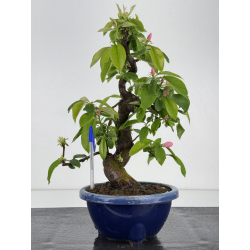 Pseudocydonia sinensis I-7852
