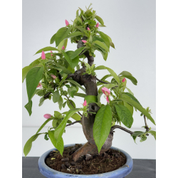 Pseudocydonia sinensis I-7852 vista 4