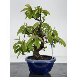 Pseudocydonia sinensis I-7853