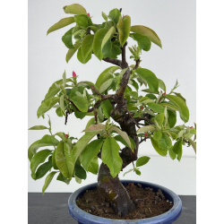 Pseudocydonia sinensis I-7853 vista 2