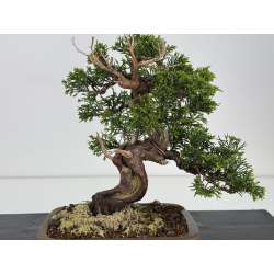 Juniperus chinensis itoigawa I-7855 vista 2