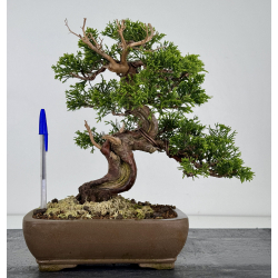 Juniperus chinensis itoigawa I-7855