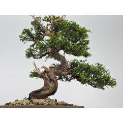 Juniperus chinensis itoigawa I-7855 vista 3