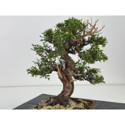 Juniperus chinensis itoigawa I-7855 vista 4