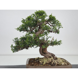 Juniperus chinensis itoigawa I-7855 vista 5