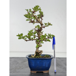 Crataegus cuneata -espino japonés- I-7856