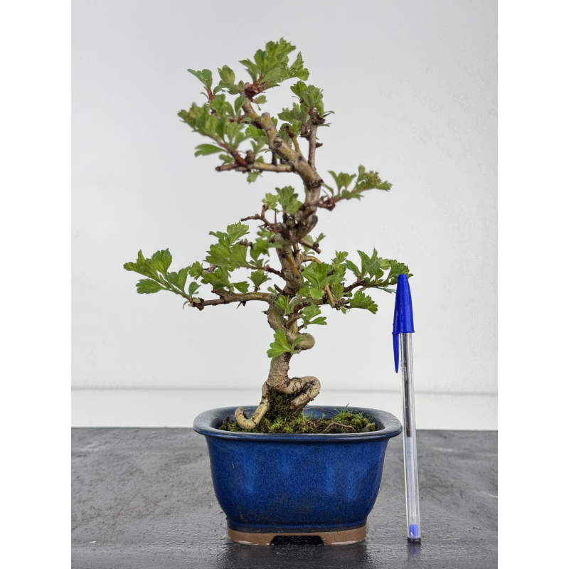 Crataegus cuneata -espino japonés- I-7856