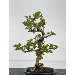 Crataegus cuneata -espino japonés- I-7856 vista 2