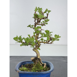 Crataegus cuneata -espino japonés- I-7856 vista 3