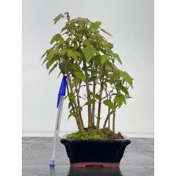 Acer buergerianum I-7857