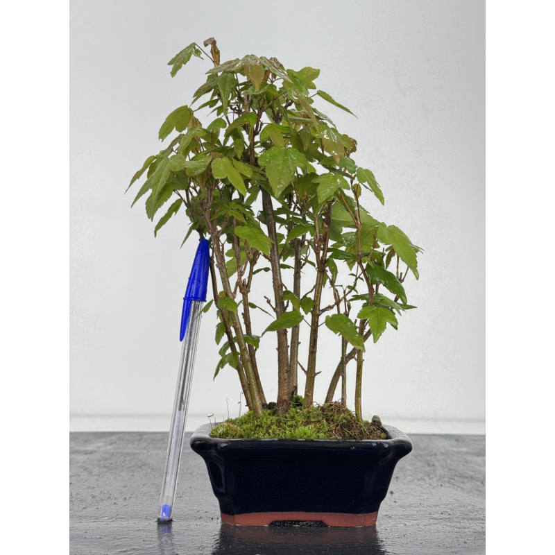 Acer buergerianum I-7857 Acer buergerianum I-7857