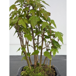 Acer buergerianum I-7857 vista 2