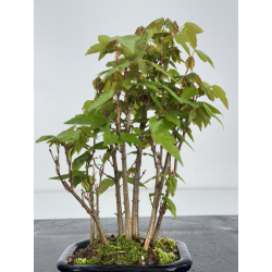 Acer buergerianum I-7857 vista 3
