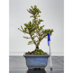 Serissa Microphylla I-7858