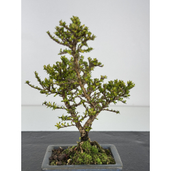 Serissa Microphylla I-7858 view 2