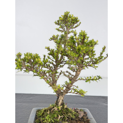Serissa Microphylla I-7858 view 3