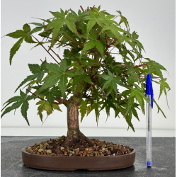 Acer palmatum yamamomiji I-7860
