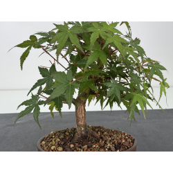 Acer palmatum yamamomiji I-7860 vista 2