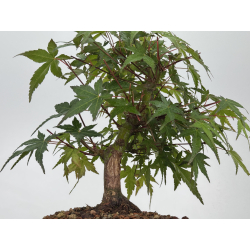 Acer palmatum yamamomiji I-7860 vista 3
