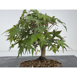 Acer palmatum yamamomiji I-7860 vista 4