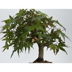 Acer palmatum yamamomiji I-7860 vista 5
