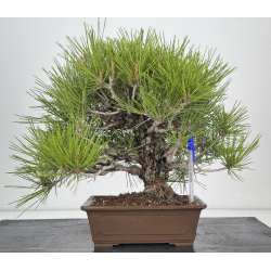 Pinus thunbergii corticosa I-7861