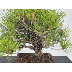 Pinus thunbergii corticosa I-7861 vista 2